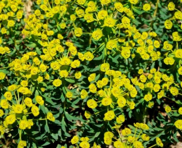 Euphorbia cyparissias ed Euphorbia sp.
